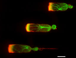 Cell migration | Charras Lab