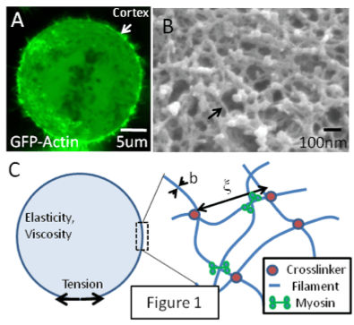 The cell cortex | Charras Lab
